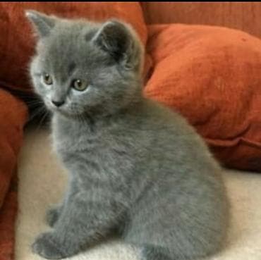 heyvan bazari: Şinşilla, Erkək, Dişi — 5