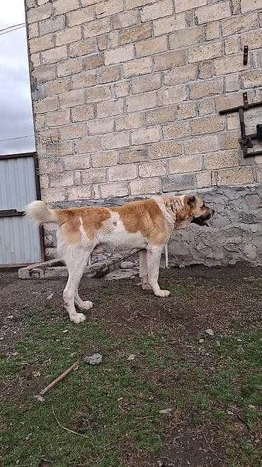 çau çau iti: Alabay — 2