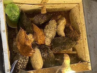 toyuq setkası: Toyuq, Australorp, Damazlıq, Ünvandan götürmə — 5