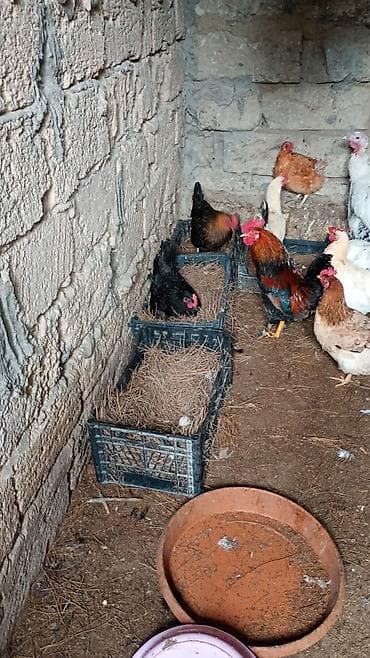 Akvariumlar: Toyuq, Yumurtalıq, Ünvandan götürmə — 3