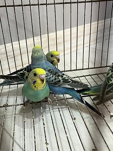 rengli quslar: Opalin Rəng volnist balalar. 1 erkəy 3 dişi sağlam aktiv balalardı əsl — 3