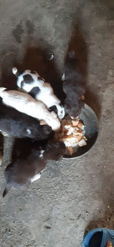 itlərin satşı: Zvanok balalari satilir qiymet 1 ededine aiddi unvan bileceri — 4