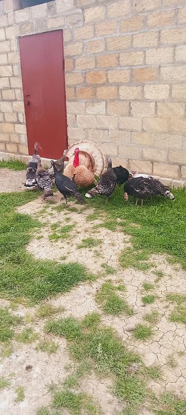 ev quşlari haqqinda melumat: Dişi, Damazlıq, Ünvandan götürmə — 3