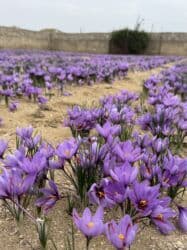 купить красную икру в баку: Məhsul: Bilgəh zeferanin gülünün kilonan satışı 1 kilosu 60azn - — 7