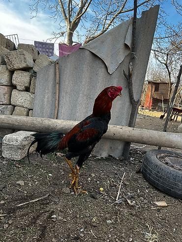 Yemlər: 10 aylıx çolpadı qara mamzdı probu var real alcı narahat eləsin — 4