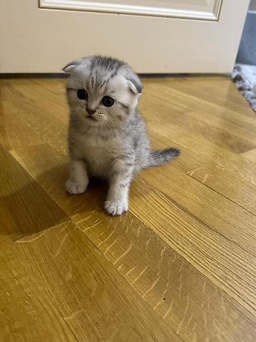 pişiy: Şotland — 5