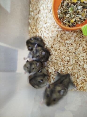 deniz donuzu: Pulsuz verilir xamyak 21 dene — 4