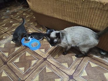 keci: Siam — 6