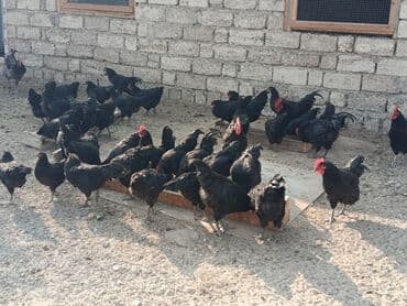 alman coban: Toyuq, Yumurtalıq — 8