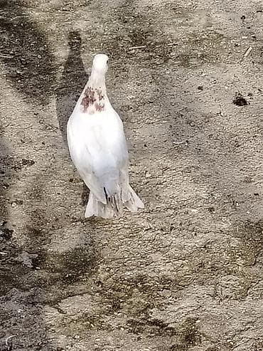 Salam bele bir boynugullu erkey satilir qus masdagadadi baadan qizma lalafo.az -da Salam bele bir boynugullu erkey satilir qus masdagadadi baadan qizma