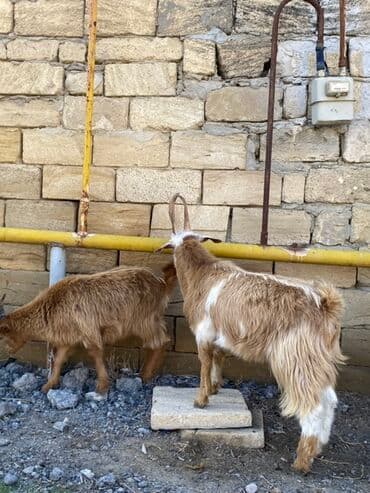 sanen keçi: Ekizdilər 12 13 kilo olarlar, anası təmiz sannendi əsl kəsilmə — 1