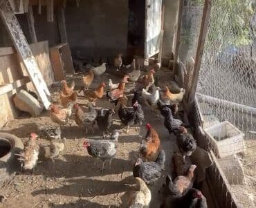 ordek nece gune bala cixarir: Yumurtyan toyuqlar
Və colpalar satlır tecili — 2