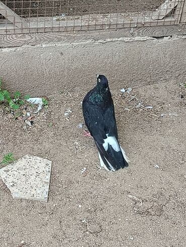 göyercin yuvası: Məhsul: Bəzək və uçuş üçün göyərçinlər Təsvir:salam. 4 eded goyercin — 2