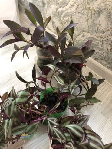 etotu bitkisi: Tebii guller — 3