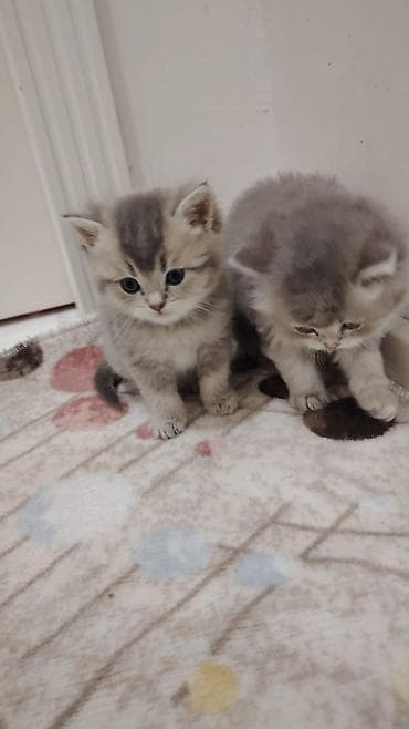 cins pisik cutlesdirme: Boz-krem rəng çalarlarında, mavi gözlü, uzun tüklü balaca pişik — 3