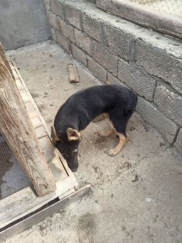 bakıda it satışı: 4 ay, Dişi, Ünvandan götürmə — 4