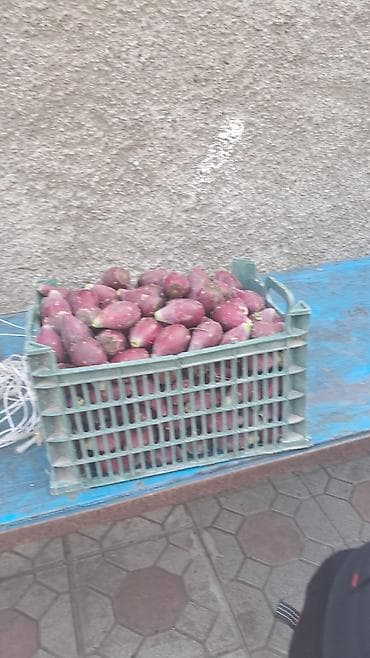 Другие продукты питания: Kaktus meyvesi şekerin dermanıdırtebii,vitaminlerle zengin,münasib — 2
