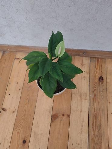 ataturk ciceyi: Spathiphyllum (Sülh zanbağı) – dekorativ otaq bitkisi - Uzun, parlaq — 2