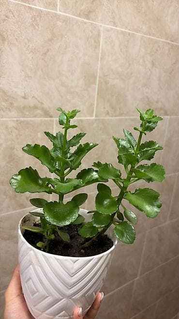 Комнатные растения: Kalankoe (Kalanchoe) saksı bitkisi - Növ: Succulent/kalankoe - — 1