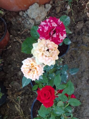 helba bitkisi faydaları: Həmişə yaşıl — 15