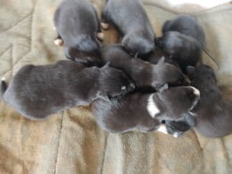 Gəmiricilər: Xaski, Erkek — 5