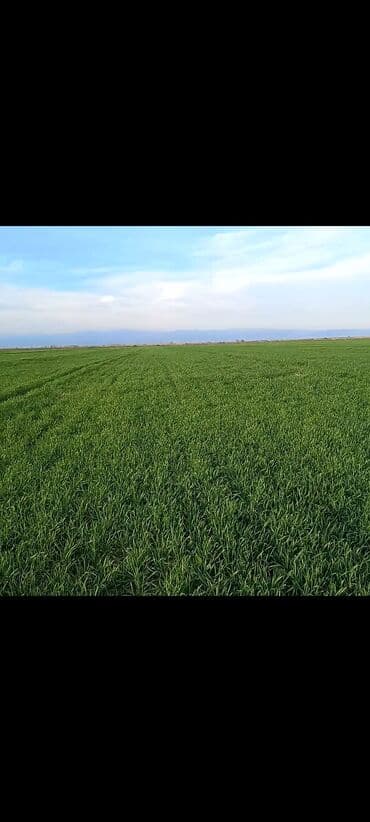 bişkekdə mənzil kirayələyərəm: 700 sot, Kənd təsərrüfatı, Maklerlər narahat etməsin, Kupça (Çıxarış) — 1