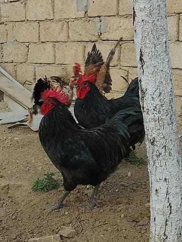 Птицы: Курица, Australop, Для разведения — 5