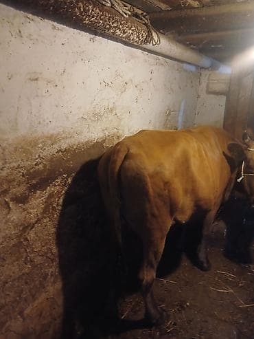 Kök cavan malar qara yernli olda sütlük — 4