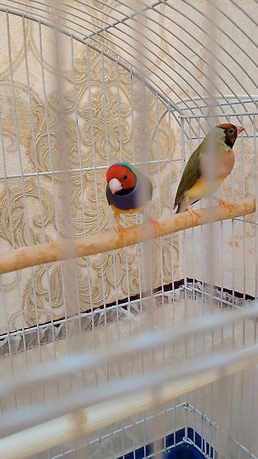 amadinlər: Gouldian Finch (Gould amadinləri) –1 cüt satılır tam sağlam quşlardı — 2