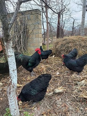 Toyuq, Australorp, Ətlik