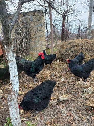 simmental inək satılır: Toyuq, Australorp, Ətlik — 2