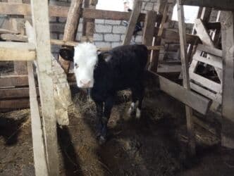 Inəklər, öküzlər: Satış: qarışıq cins buzov - Rəng: qara bədən, ağ baş və ağ — 3