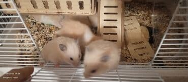 Gəmiricilər: Продаются хомяки 
Hamsterlər, satılı
Pirallahi — 3