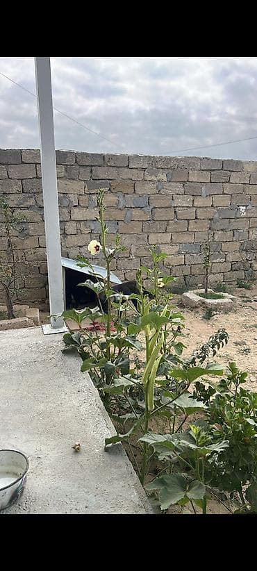 Həyət evləri və villalar: Qala qəs. 3 otaqlı, 90 kv. m, Yeni təmirli — 5