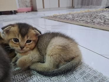 Britaniya və Şotland qırma pişik balaları - Növlər: Britaniya — 6