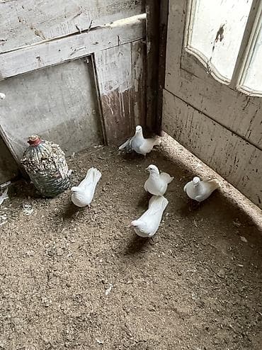 Птицы: Salam bes dene cılmaq aglardır 19 quyruqdan 16 quyruqa kimi 2 erkek 3 — 1