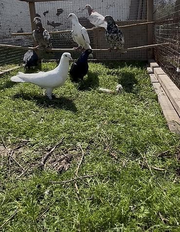 Quşlar: Göyerçinler satılır — 6