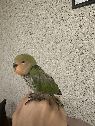 keci bazarı: Sevimli əlçimlik papuqay – sevgiquşu (lovebird) balası Əldə durur — 1