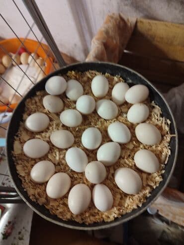 Qara bənəyi olan ağ Yapon toyuqlarının yumurtaları. Cücə çıxarmaq üçün