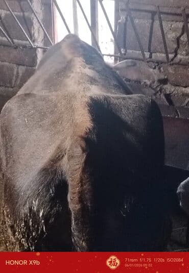 Kənd təsərrüfatı quşları: Məhsul: Qaramal (dana və inək) 2-3 lt südü olur otla Təsvir: - — 4