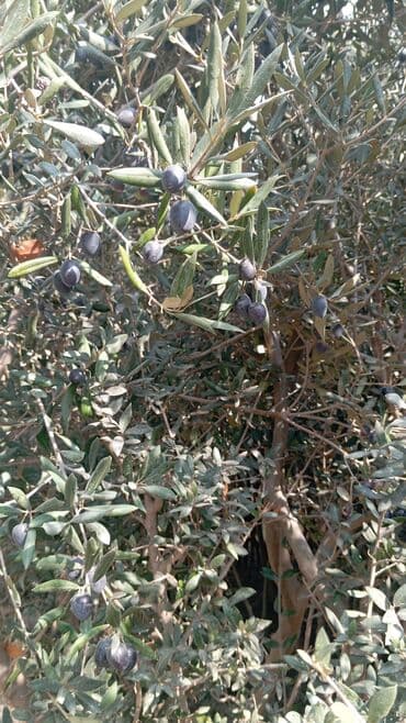 qab qacaqlar: Məhsul: ting və kol bitkiləri (gül və meyvə ağacı tingləri) - Gül — 26