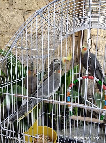 pişik cut: Gəl seç götür apar cütü 70 Azn Tək tək 35-40 Azn yeni Ramanada — 2