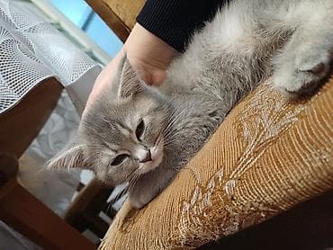 sibir pişiyi: Şinşilla, Dişi — 3