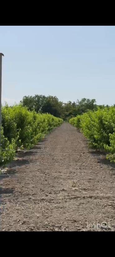 tek sexsiyyet vesiqesi ile ipoteka: Barter mümkündür, Kupça (Çıxarış) — 8