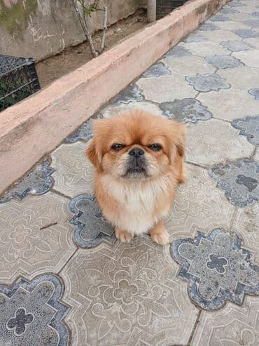 pekines itləri: Pekines — 1