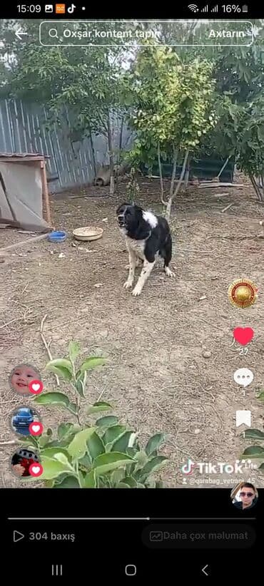 1 il, Erkek, Peyvəndli