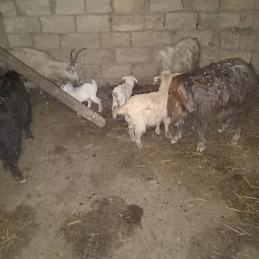 Gəmiricilər: Dişi, il: 2, 30 kq, Damazlıq, Südlük, Ödənişli çatdırılma — 2