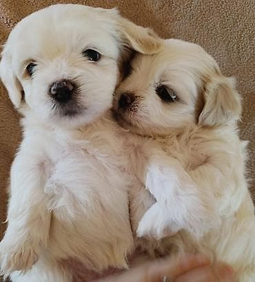 xaski gence: 1 ay — 2