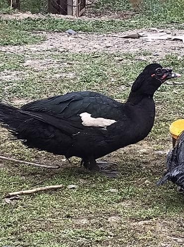 K/t heyvanları və malları: Qara zumrud. Maskali. Qizqin erkey Damazdiq Xüsusiyyətlər: - Cinsi — 4