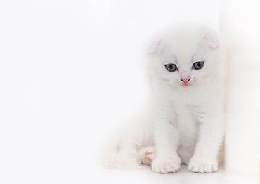 akvarium 120 cm: Şotland yastı qulaq, Erkək, Dişi, Yaxşı əllərə, Ünvandan götürmə, Pulsuz çatdırılma, Ödənişli çatdırılma — 10